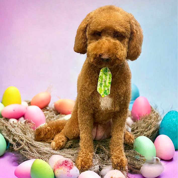 Ginger is registered to the contest to win money with this photo: animal, brown_dog, colorful_eggs, cute, decorative, dog, easter_eggs, festive, fluffy, holiday, indoor, nest, pastel_background, pet, portrait, sitting, soft_lighting, spring_theme, studio_photo, tie