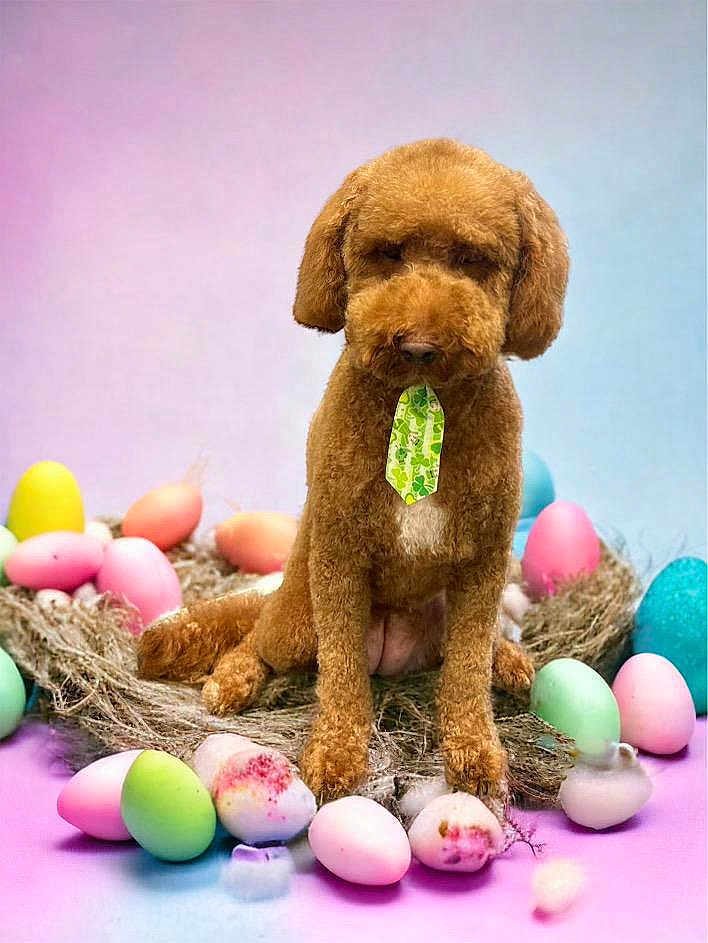 Ginger is registered to the contest to win money with this photo: dog, brown_dog, tie, easter_eggs, nest, pastel_background, colorful_eggs, cute, fluffy, pet, studio_photo, spring_theme, animal, indoor, portrait, decorative, soft_lighting, holiday, festive, sitting