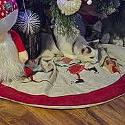 Mango is registered to the contest to win money with this photo: cat, christmas, christmas_tree, cozy, decorations, festive, floor, holiday_decor, indoor, ornament, pine_branches, plush_toy, purple_collar, relaxing, santa_claus, seasonal, tree_lights, tree_skirt, white_cat, wood_floor
