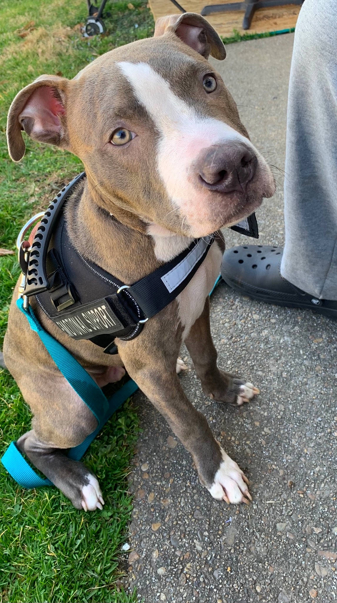 Cheech joined the competition — help win amazing prizes! canidae, carnivore, collar, companion_dog, dog, dog_breed, dog_collar, dog_supply, fashion_accessory, fawn, grass, leash, liver, pet_supply, pit_bull, sculpture, snout, sporting_group, whiskers, working_animal