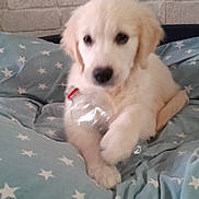 Alicia participe au concours pour gagner de l'argent avec cette photo : puppy, dog, golden_retriever, blanket, star_pattern, plastic_bottle, pet, cute, indoor, cozy, fur, young_dog, animal, bed, resting, playing, domestic, adorable, comfort, canine