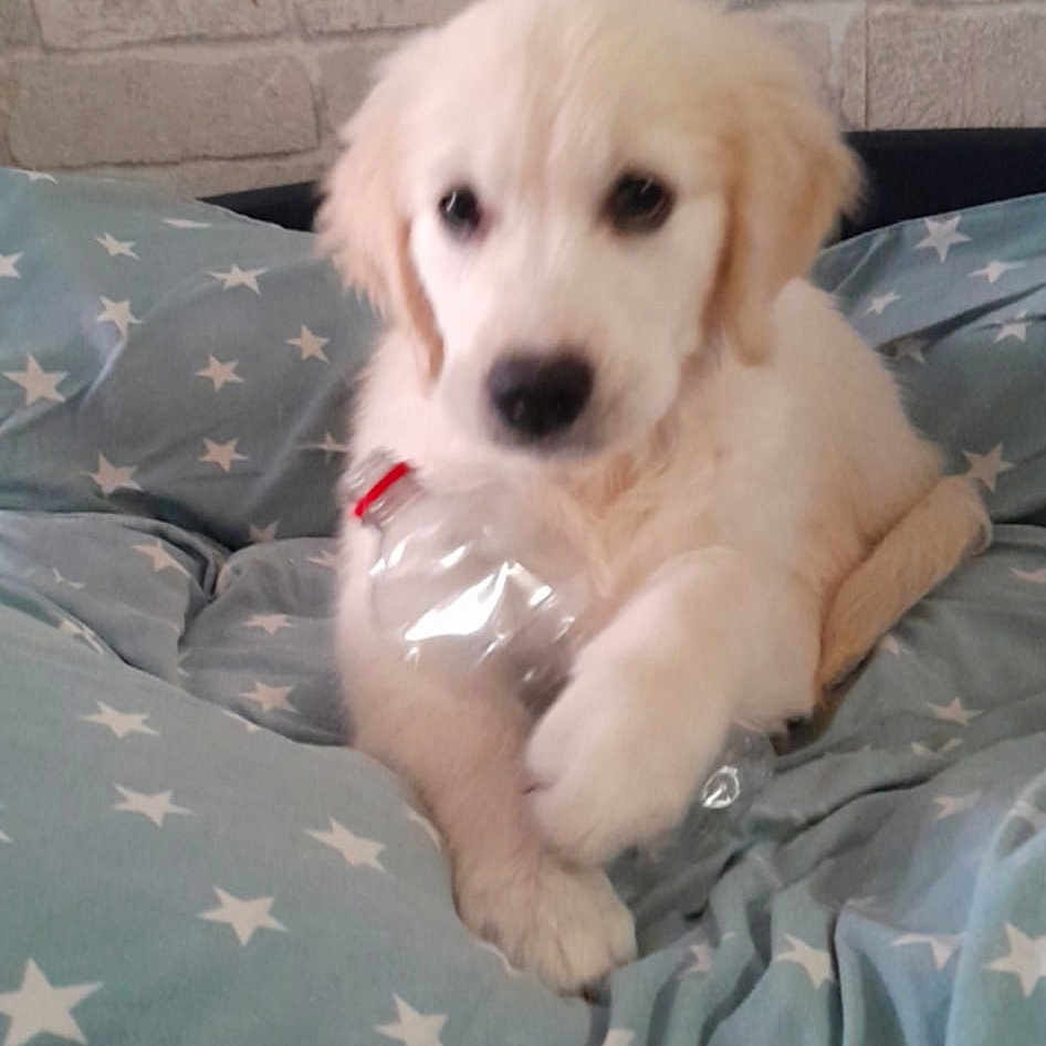 Alicia participe au concours pour gagner de l'argent avec cette photo : adorable, animal, bed, blanket, canine, comfort, cozy, cute, dog, domestic, fur, golden_retriever, indoor, pet, plastic_bottle, playing, puppy, resting, star_pattern, young_dog