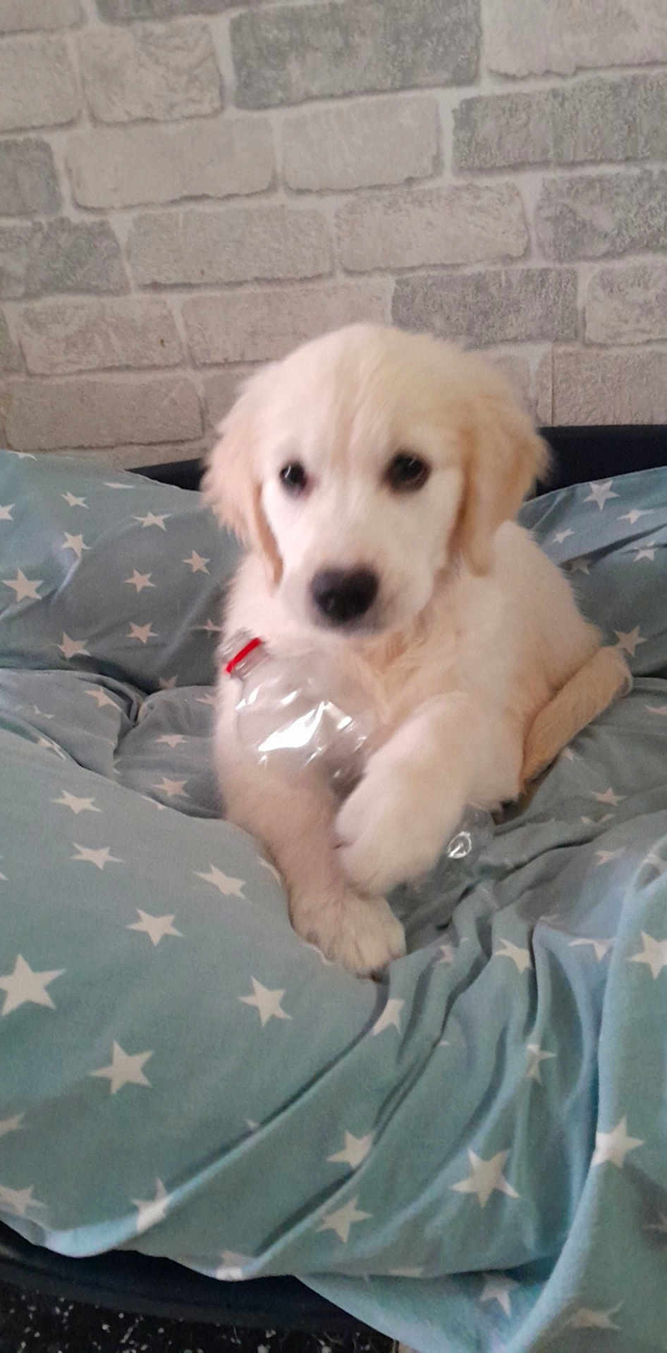 Alicia participe au concours pour gagner de l'argent avec cette photo : puppy, dog, golden_retriever, blanket, star_pattern, plastic_bottle, pet, cute, indoor, cozy, fur, young_dog, animal, bed, resting, playing, domestic, adorable, comfort, canine
