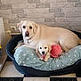 dog, labrador_retriever, puppy, adult_dog, dog_bed, plush_toy, star_pattern, brick_wall, checkered_floor, indoor, pet, animal, cute, snuggling, tongue_out, resting, cozy, domestic, companion, furry