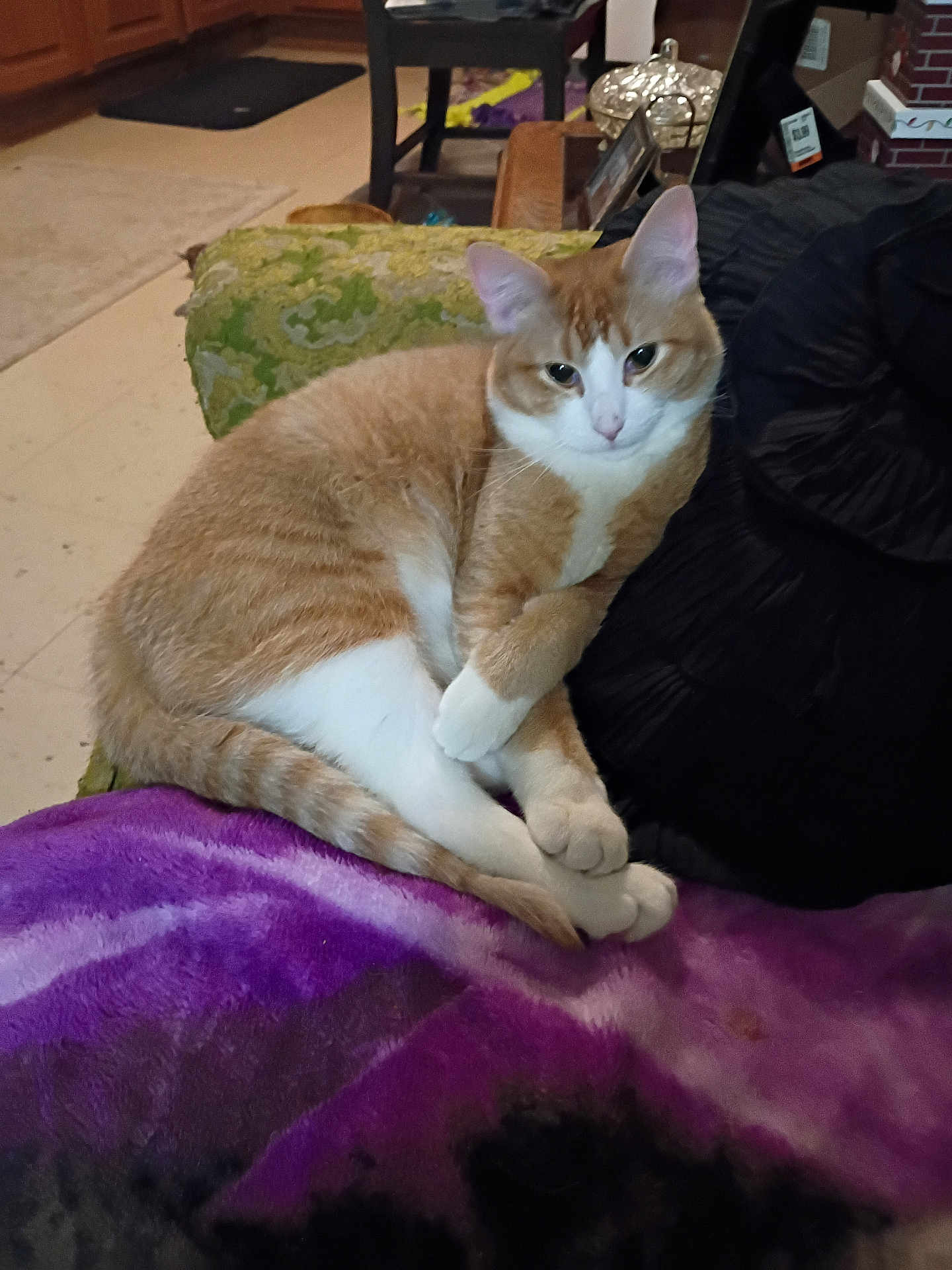 Lucky joined the competition — help win amazing prizes! cat, orange_cat, white_cat, pet, indoor, blanket, cushion, pillow, furniture, floor, relaxed, lying_down, cozy, domestic_animal, mammal, whiskers, tail, ears, fur, cute