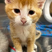 Lucky joined the competition — help win amazing prizes! kitten, cat, orange_cat, white_cat, close_up, pet, animal, young_cat, curious, whiskers, ears, paws, indoor, toy, reflection, feline, cute, small, young_animal, domestic_animal