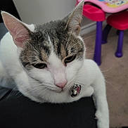 Didi is registered to the contest to win money with this photo: cat, pet, indoor, close_up, white_fur, gray_fur, resting, animal, feline, collar, bell, toy, childrens_furniture, colorful, carpet, paw, whiskers, ear, nose, relaxed