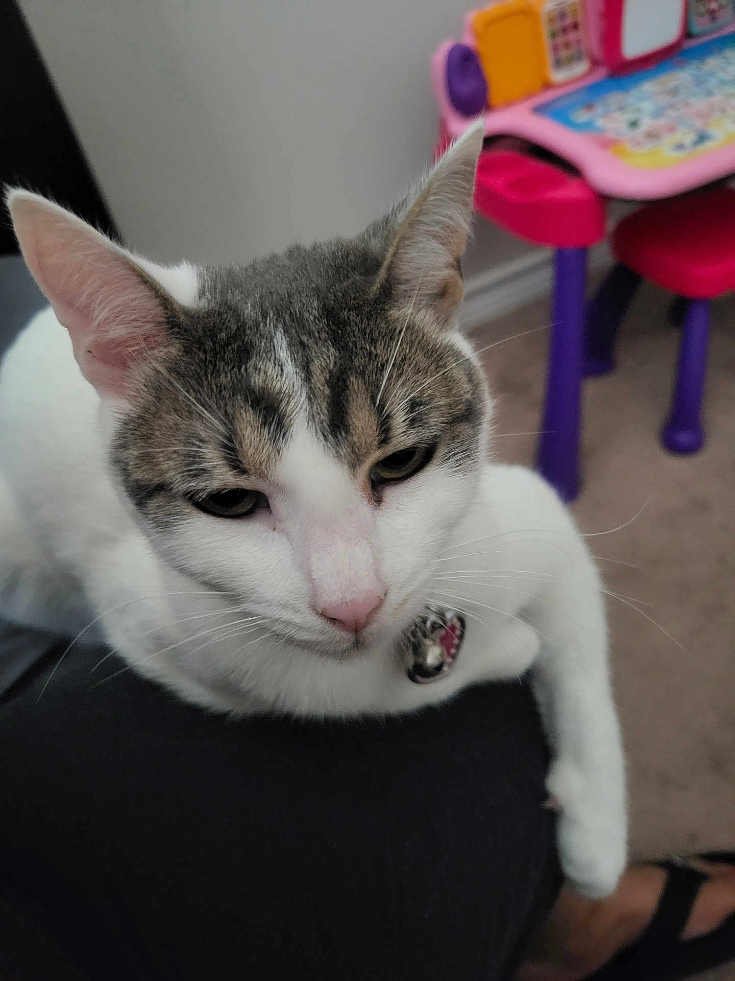 Didi is registered to the contest to win money with this photo: cat, pet, indoor, close_up, white_fur, gray_fur, resting, animal, feline, collar, bell, toy, childrens_furniture, colorful, carpet, paw, whiskers, ear, nose, relaxed