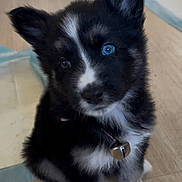 Milo is registered to the contest to win money with this photo: puppy, dog, black_and_white, heterochromia, blue_eye, brown_eye, bell, collar, fur, cute, pet, indoor, floor, wooden_floor, sitting, young, animal, domestic_animal, portrait, curious