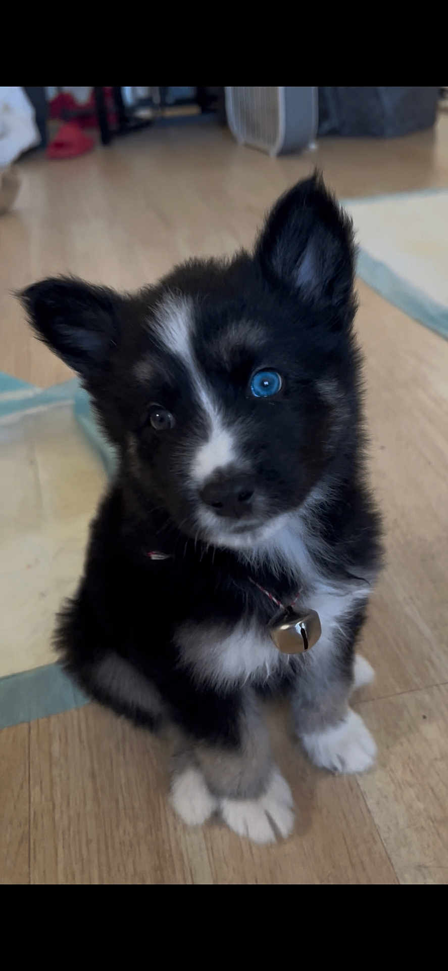 Milo is registered to the contest to win money with this photo: puppy, dog, black_and_white, heterochromia, blue_eye, brown_eye, bell, collar, fur, cute, pet, indoor, floor, wooden_floor, sitting, young, animal, domestic_animal, portrait, curious