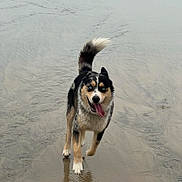 Tyzon participe au concours pour gagner de l'argent avec cette photo : dog, running, water, beach, wet, happy, tongue_out, blue_eyes, black_and_white, animal, outdoor, playful, reflection, canine, fur, nature, motion, pet, excited, tail_up