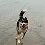 dog, running, water, beach, wet, happy, tongue_out, blue_eyes, black_and_white, animal, outdoor, playful, reflection, canine, fur, nature, motion, pet, excited, tail_up