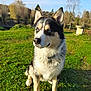 Tyzon participe au concours pour gagner de l'argent avec cette photo : dog, husky, blue_eyes, sitting, outdoor, grass, sunlight, fur, pet, canine, nature, park, animal, collar, portrait, daylight, greenery, ears, muzzle, watchful
