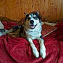 Tyzon a rejoint le concours — aidez-le/la à gagner de superbes lots ! dog, husky, blue_eyes, smiling, lying_down, red_blanket, wooden_wall, pillow, bed, indoors, pet, canine, fur, relaxed, cozy, resting, animal, companion, domestic, house