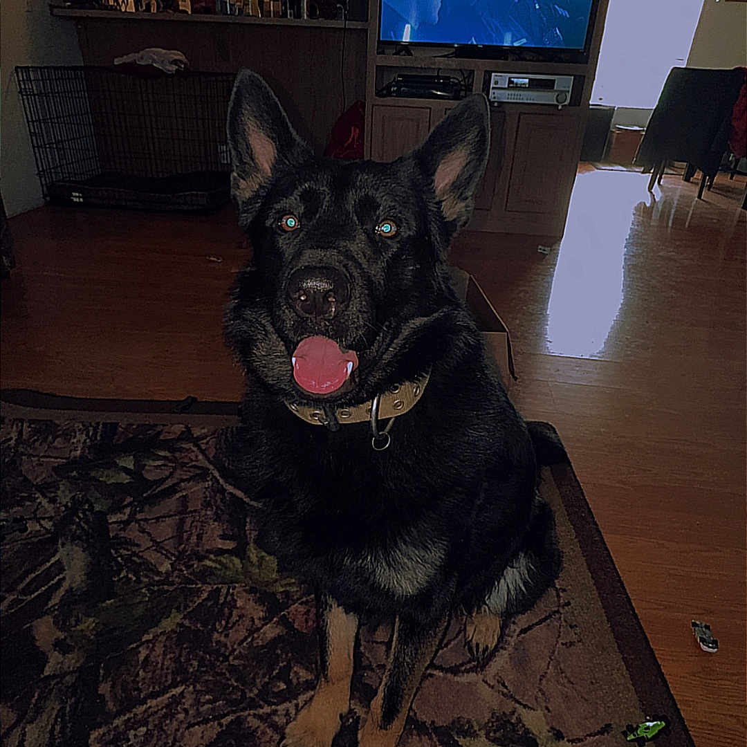 Atlas joined the competition — help win amazing prizes! adult, animal, canine, computerhardware, couch, dog, electronics, face, furniture, hardware, hardwood, head, male, man, monitor, person, pet, screen, tv, wood