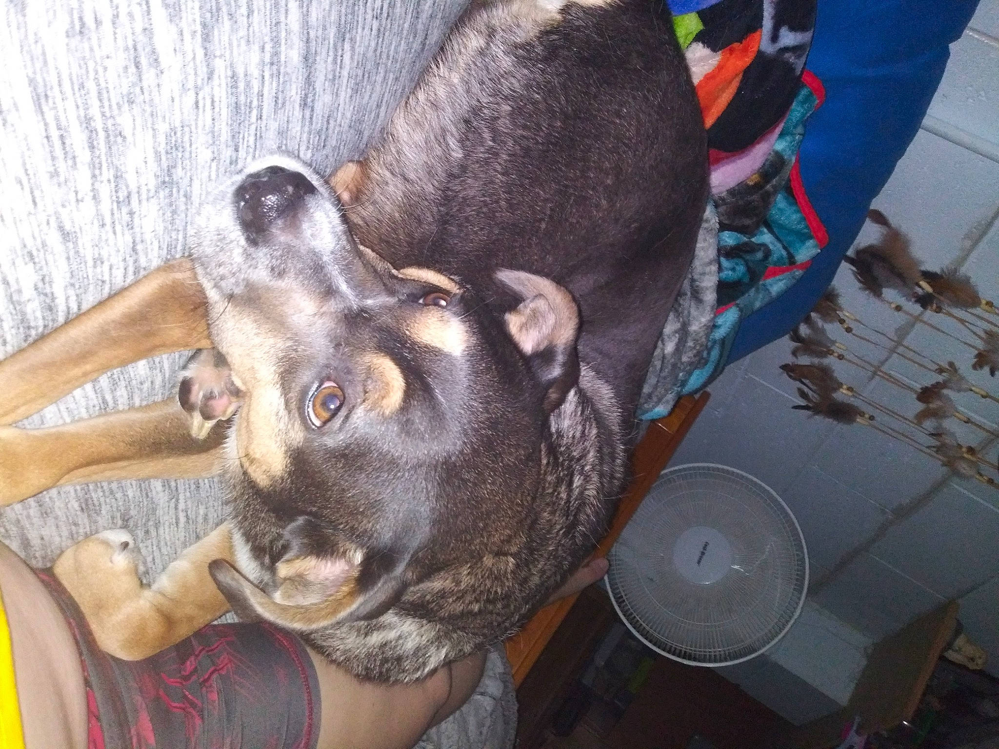 Bailey joined the competition — help win amazing prizes! canidae, carnivore, claw, collar, comfort, companion_dog, dog, dog_breed, dog_collar, ear, fawn, fur, guard_dog, non_sporting_group, paw, snout, sporting_group, whiskers, working_animal, working_dog