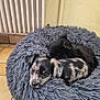 puppy, dog, cat, pet_bed, fluffy, cozy, indoor, resting, sleeping, black_cat, speckled_dog, animal, cute, companion, floor_tiles, radiator, fur, relaxing, domestic, home