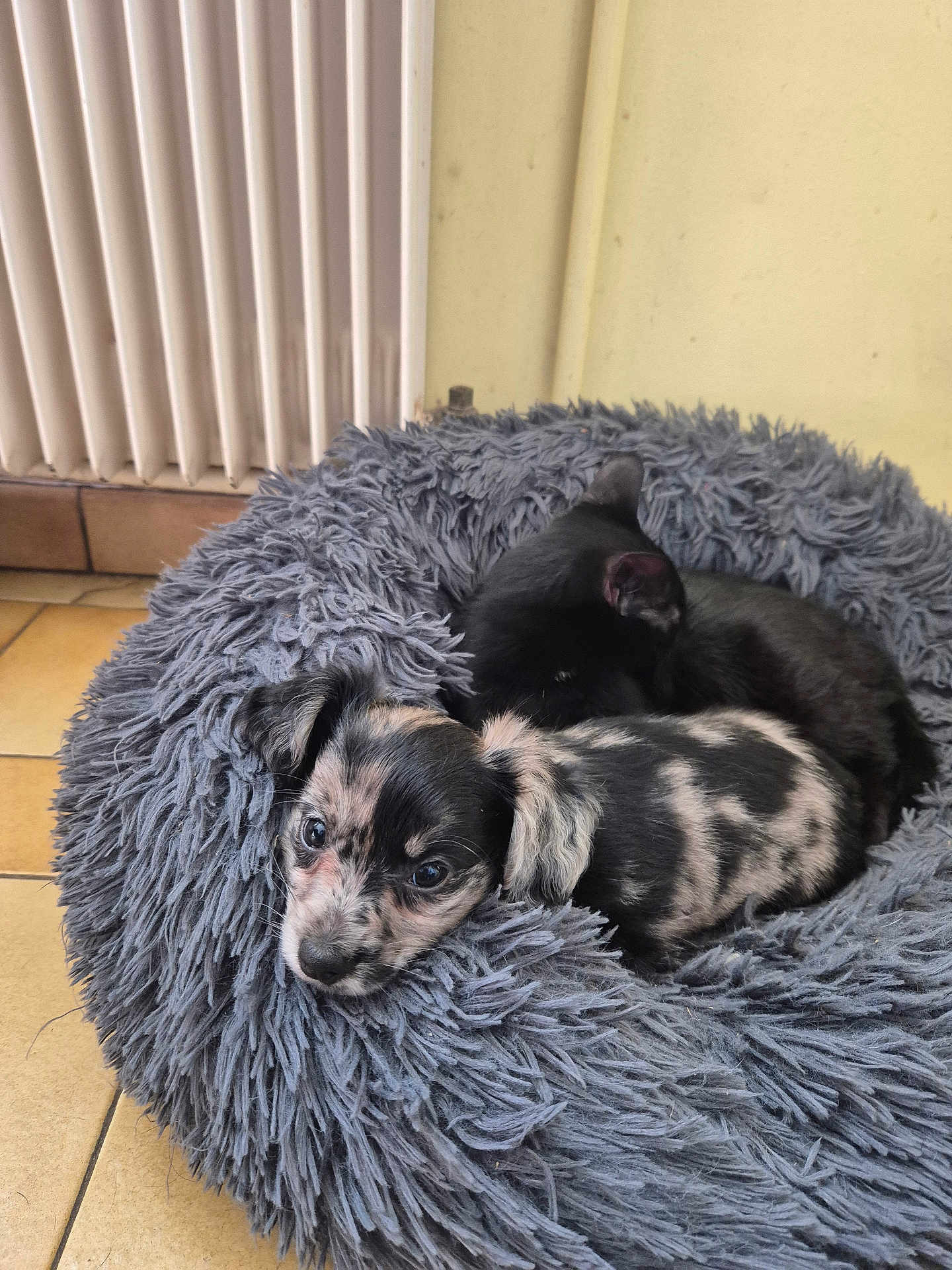 Aston participe au concours pour gagner de l'argent avec cette photo : puppy, dog, cat, pet_bed, fluffy, cozy, indoor, resting, sleeping, black_cat, speckled_dog, animal, cute, companion, floor_tiles, radiator, fur, relaxing, domestic, home