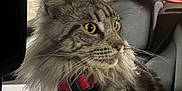 Syrius participe au concours pour gagner de l'argent avec cette photo : animal, car_interior, cat, close_up, curious, ears, feline, fur, harness, indoor, long_hair, looking_away, pet, relaxed, seat, side_view, tabby, whiskers, window, yellow_eyes