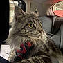 cat, long_hair, tabby, pet, animal, car_interior, harness, window, feline, whiskers, ears, fur, seat, looking_away, indoor, side_view, close_up, yellow_eyes, curious, relaxed