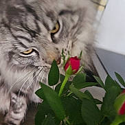Syrius a rejoint le concours — aidez-le/la à gagner de superbes lots ! cat, tabby, flower, rosebud, plant, green_leaves, indoor, curious, whiskers, feline, close_up, pet, nature, leaf, sniffing, wooden_surface, brick_wall, houseplant, domestic_cat, cute