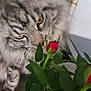 cat, tabby, flower, rosebud, plant, green_leaves, indoor, curious, whiskers, feline, close_up, pet, nature, leaf, sniffing, wooden_surface, brick_wall, houseplant, domestic_cat, cute