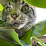 cat, animal, pet, green_leaves, plant, close_up, curious, whiskers, face, eyes, nature, indoor, feline, fur, nose, potted_plant, leaf, exploration, adventure, close_range