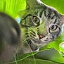 cat, tabby, close_up, green_leaves, nature, whiskers, curious, animal, outdoor, pets, feline, eyes, fur, plant, leaf, wildlife, explorer, soft_light, portrait, nose