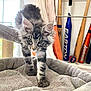 Syrius a rejoint le concours — aidez-le/la à gagner de superbes lots ! animal, baseball, baseball_bat, bed, cat, cat_bed, cozy, curious, feline, fur, gray, home, indoor, kitten, pet, sports_equipment, tabby, walking, window, young