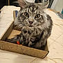 Syrius a rejoint le concours — aidez-le/la à gagner de superbes lots ! cat, tabby, gray_cat, box, cardboard_box, bed, indoor, pet, feline, curious, whiskers, fur, cute, animal, domestic, cozy, resting, looking, closeup, eyes
