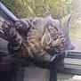 cat, gray_tabby, fluffy_fur, windowsill, indoor, outdoor_view, trees, greenery, relaxed, pet, animal, whiskers, ears, paws, feline, natural_light, window, daylight, calm, domestic_animal