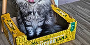 Syrius participe au concours pour gagner de l'argent avec cette photo : cat, tabby, fluffy, yellow_box, cardboard_box, indoor, flooring, wooden_floor, pet_food, food_bowls, chair_legs, licking_nose, playful, feline, domestic_animal, pet, home, cozy, seated, gray