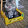 cat, tabby, fluffy, yellow_box, cardboard_box, indoor, flooring, wooden_floor, pet_food, food_bowls, chair_legs, licking_nose, playful, feline, domestic_animal, pet, home, cozy, seated, gray