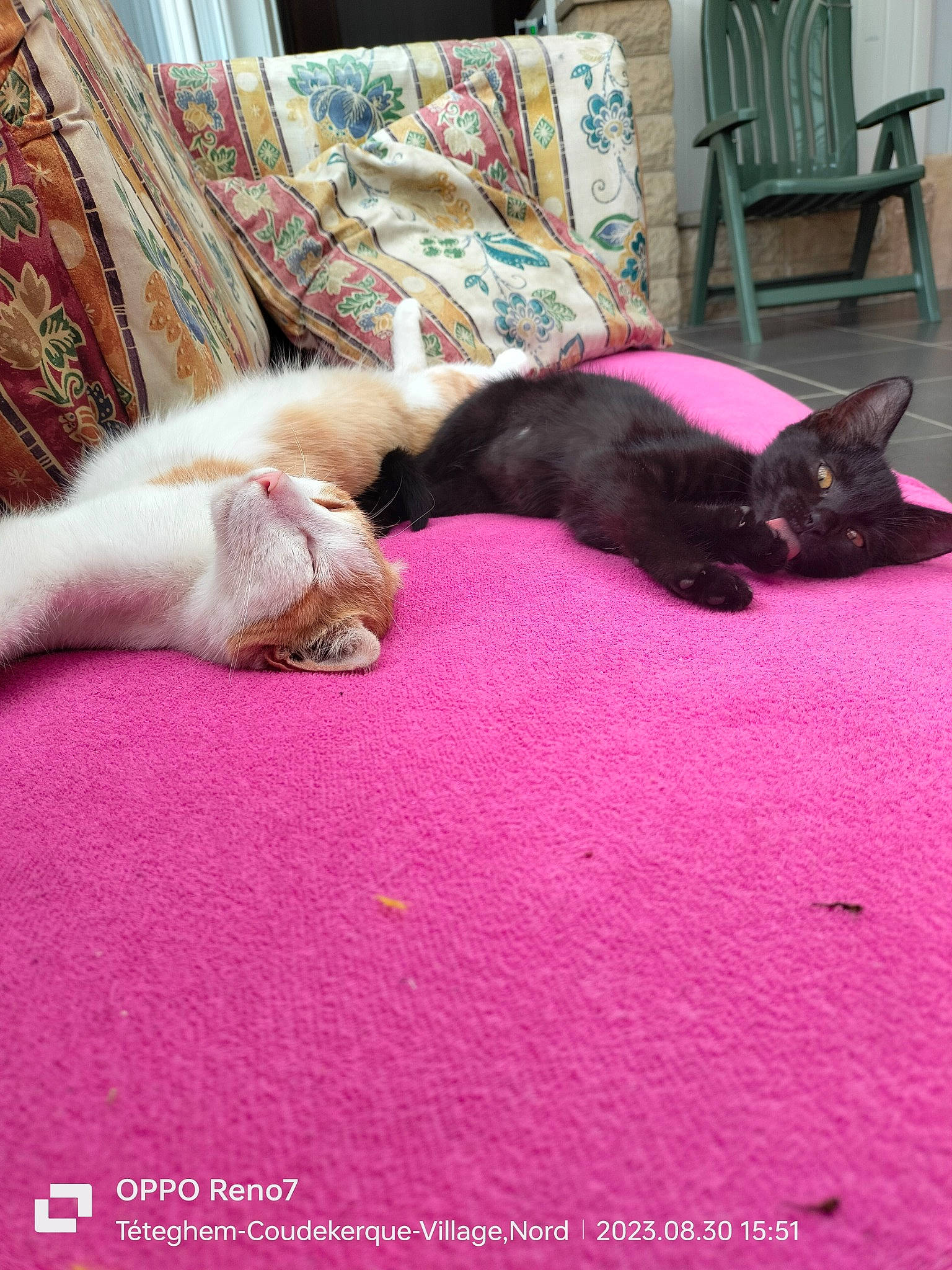 Natsu a rejoint le concours — aidez-le/la à gagner de superbes lots ! carnivore, cat, comfort, companion_dog, couch, dog_breed, domestic_short_haired_cat, felidae, flooring, fur, linens, magenta, mammal, pink, room, small_to_medium_sized_cats, tail, textile, vertebrate, whiskers