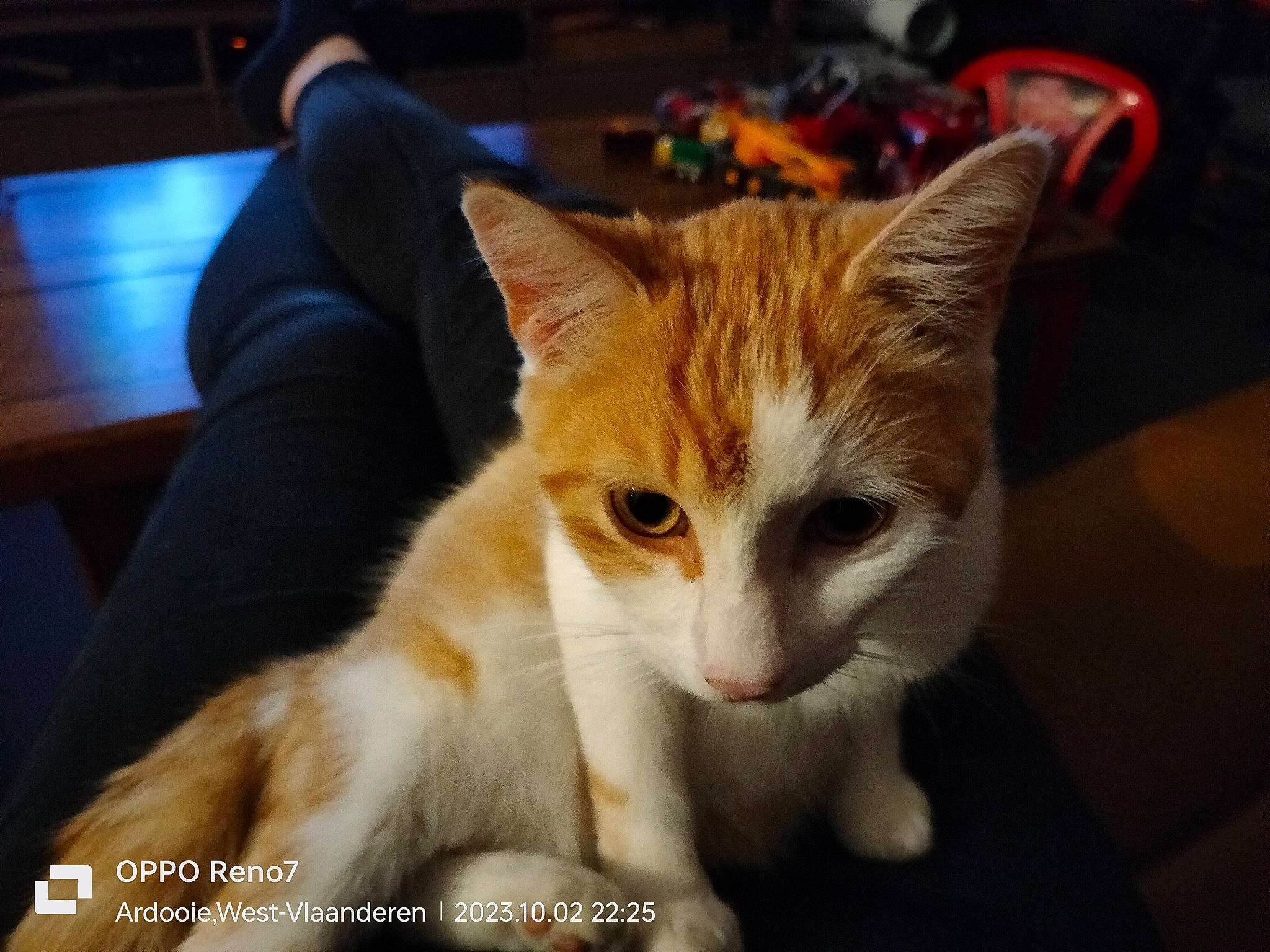 Natsu a rejoint le concours — aidez-le/la à gagner de superbes lots ! carnivore, cat, claw, domestic_short_haired_cat, fawn, felidae, fur, hardwood, paw, small_to_medium_sized_cats, snout, table, tail, varnish, whiskers