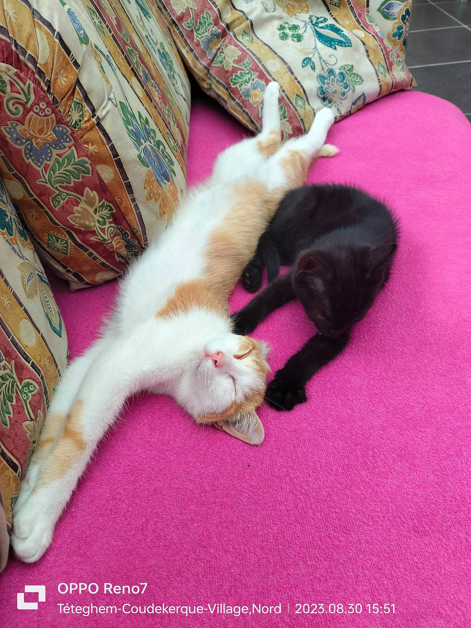 Natsu a rejoint le concours — aidez-le/la à gagner de superbes lots ! carnivore, carpet, cat, claw, comfort, domestic_short_haired_cat, felidae, flooring, fur, lap, linens, magenta, nap, paw, pink, room, small_to_medium_sized_cats, tail, whiskers