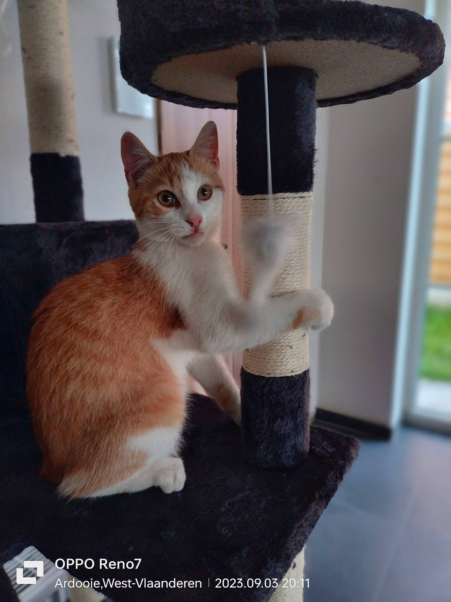 Natsu participe au concours pour gagner de l'argent avec cette photo : box, carnivore, cat, cat_furniture, cat_supply, comfort, domestic_short_haired_cat, fawn, felidae, fur, hat, lamp, paw, pet_supply, shelf, shelving, small_to_medium_sized_cats, tail, whiskers, window