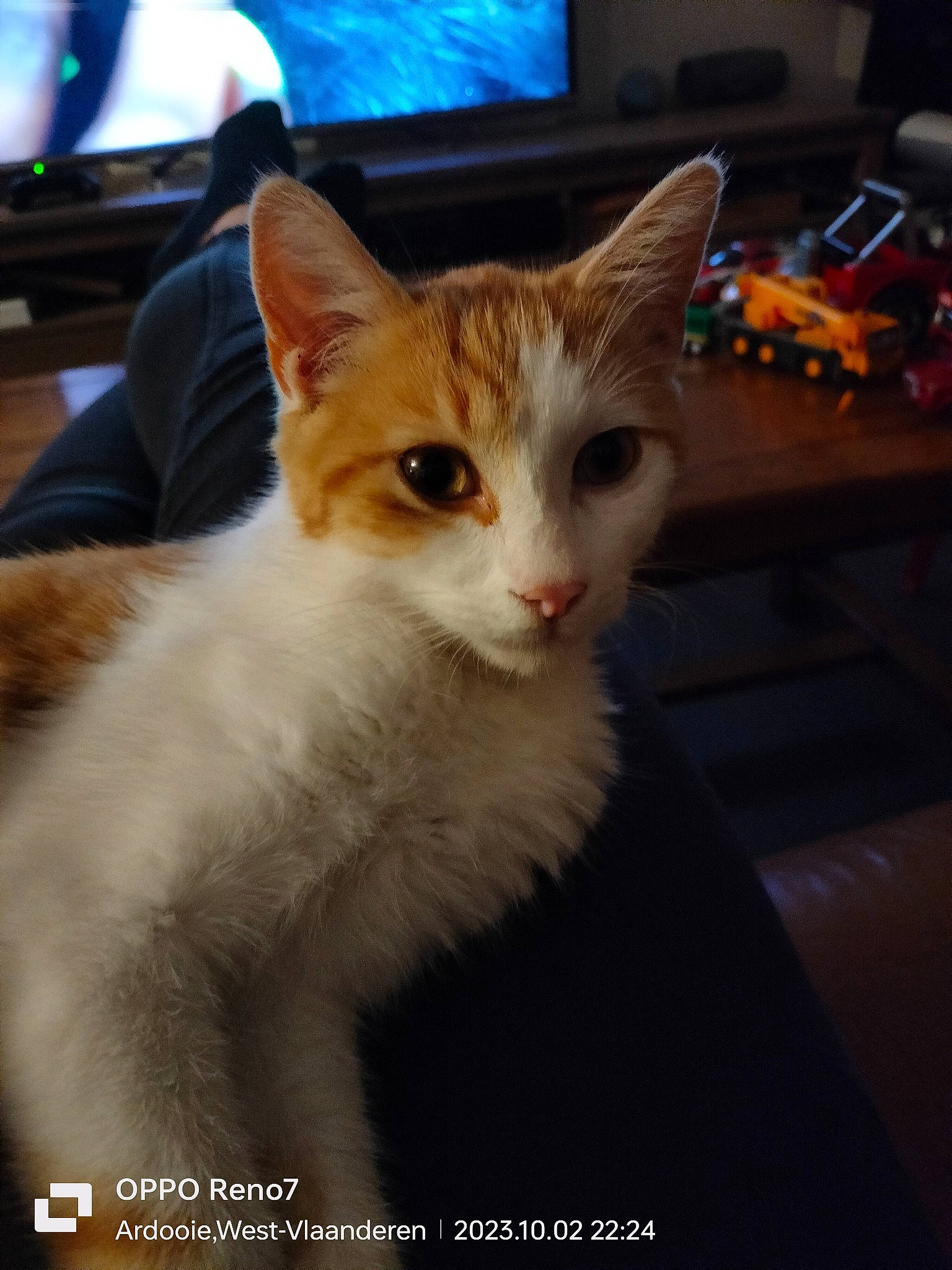 Natsu a rejoint le concours — aidez-le/la à gagner de superbes lots ! carnivore, cat, desk, domestic_short_haired_cat, fawn, felidae, fur, led_backlit_lcd_display, paw, sitting, small_to_medium_sized_cats, snout, tail, television, whiskers