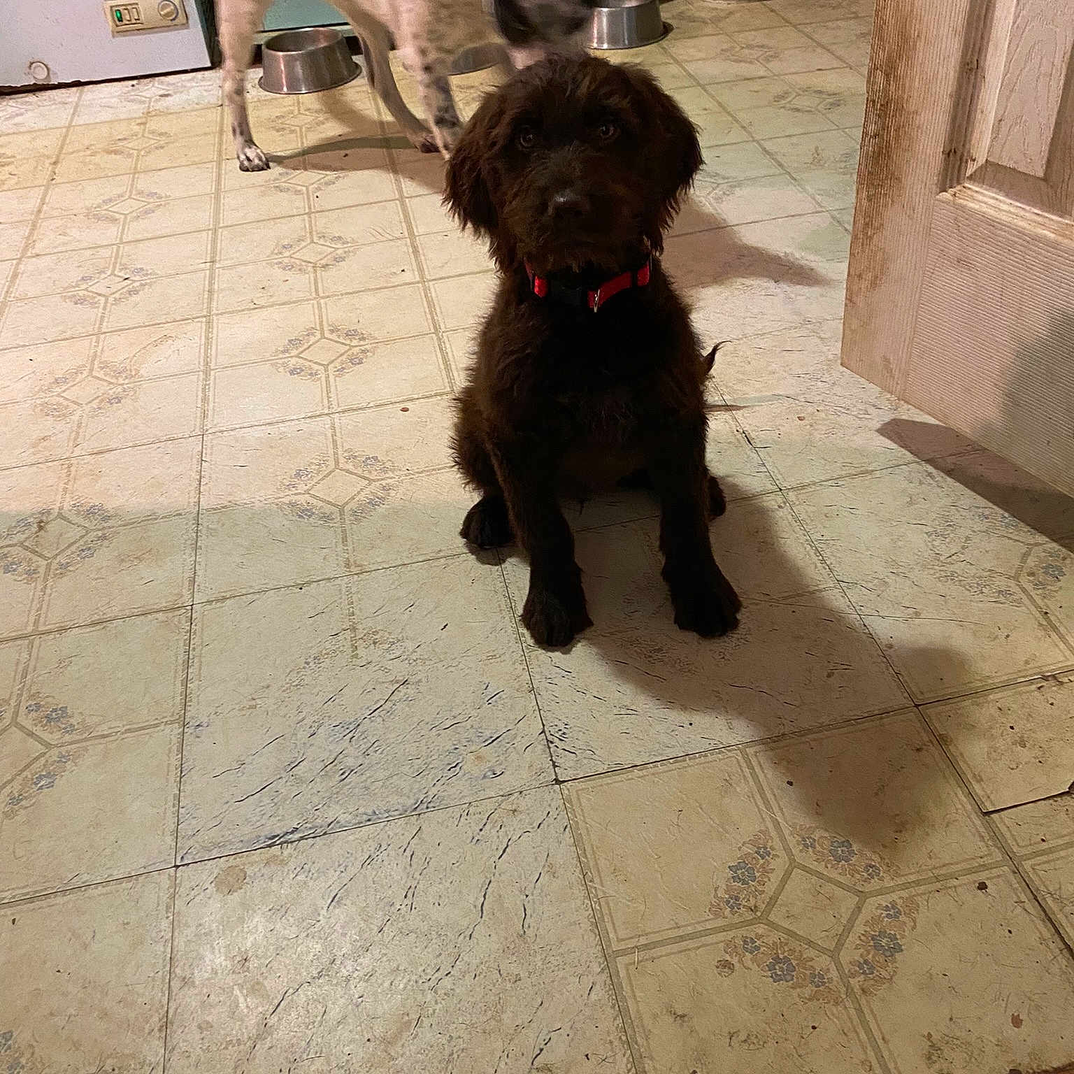 Penny