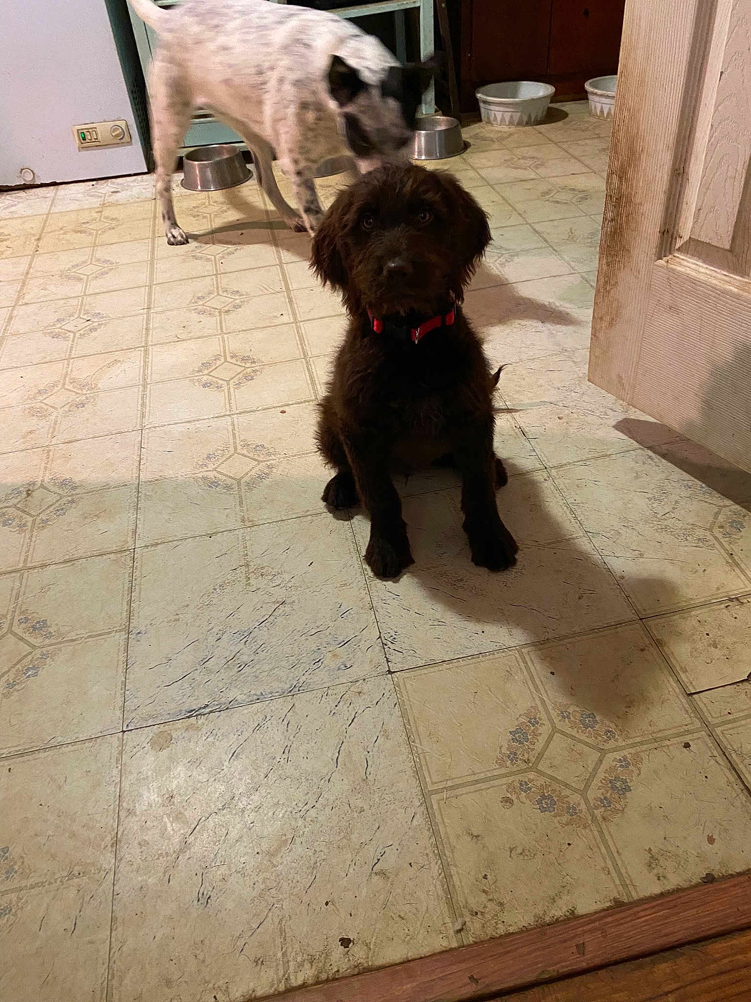 Penny