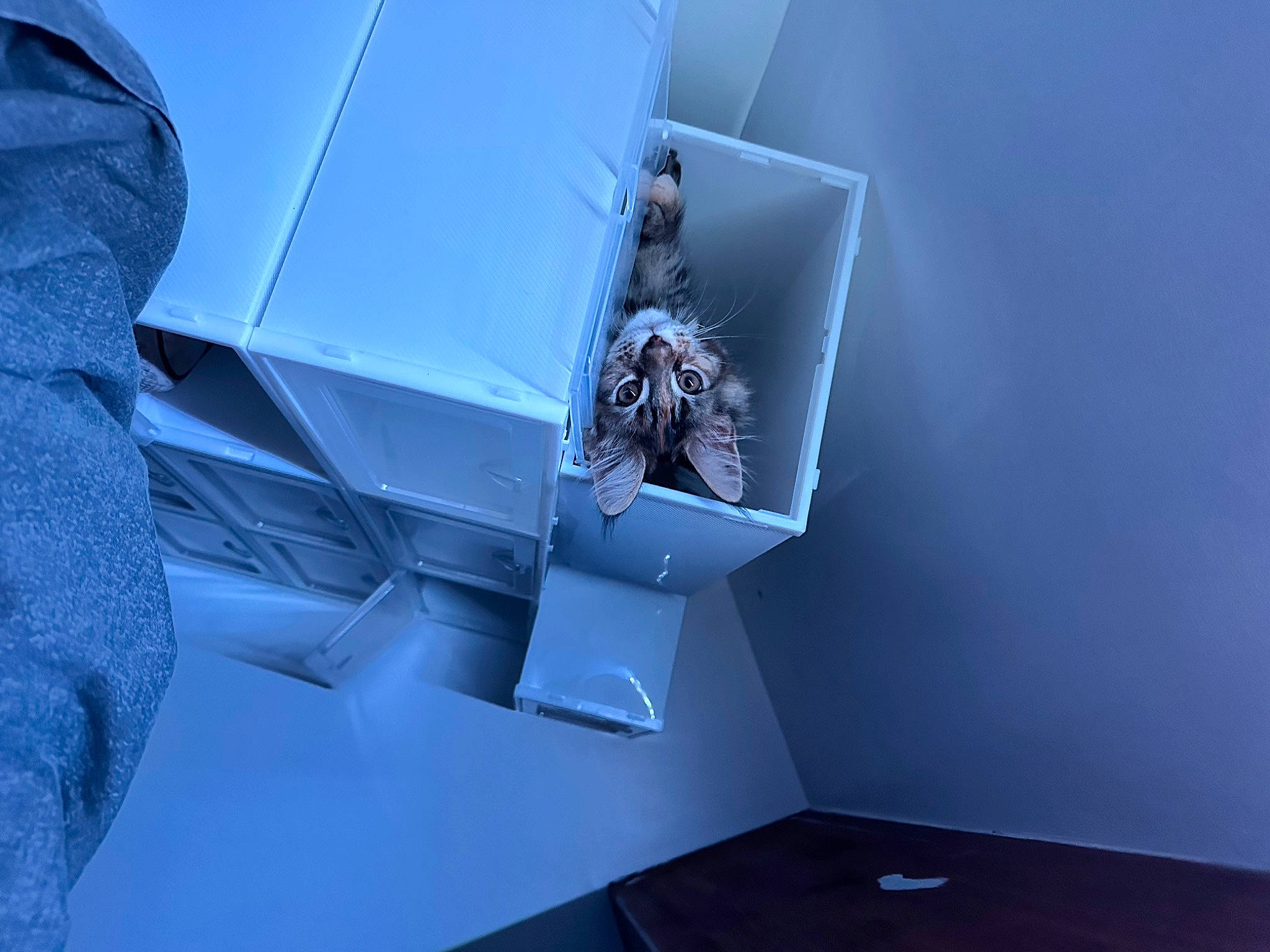 Prunelle a rejoint le concours — aidez-le/la à gagner de superbes lots ! art, automotive_design, azure, electric_blue, flooring, graphic_design, luxury_vehicle, machine, material_property, room, shadow, space, stairs, still_life_photography