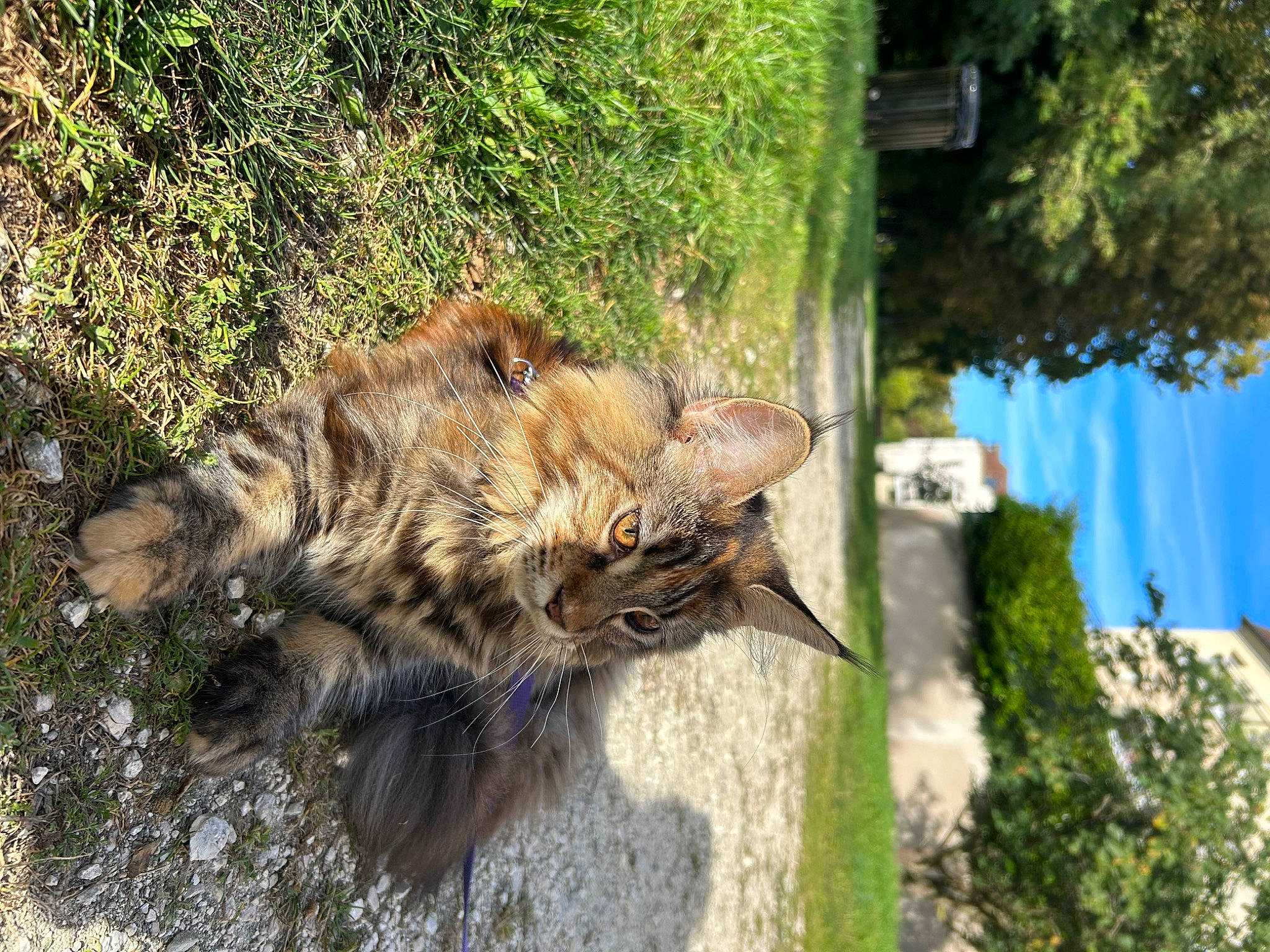 Prunelle a rejoint le concours — aidez-le/la à gagner de superbes lots ! beak, big_cats, canidae, carnivore, cat, claw, domestic_short_haired_cat, fawn, felidae, fur, grass, plant, small_to_medium_sized_cats, snout, tail, terrestrial_animal, tree, trunk, whiskers, wood