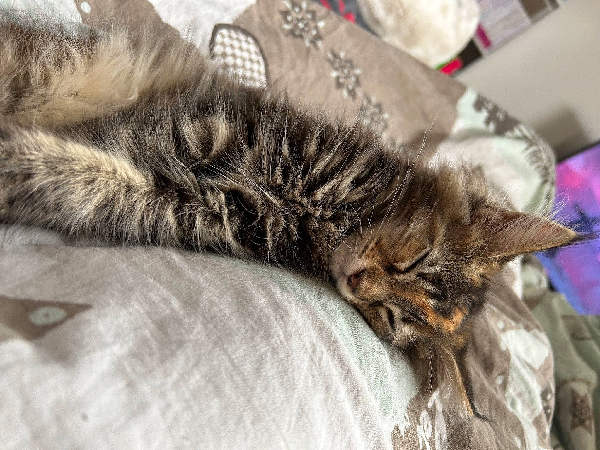 Prunelle participe au concours pour gagner de l'argent avec cette photo : carnivore, cat, claw, close_up, comfort, domestic_short_haired_cat, felidae, fur, grey, nap, natural_material, paw, sleep, small_to_medium_sized_cats, tail, terrestrial_animal, whiskers