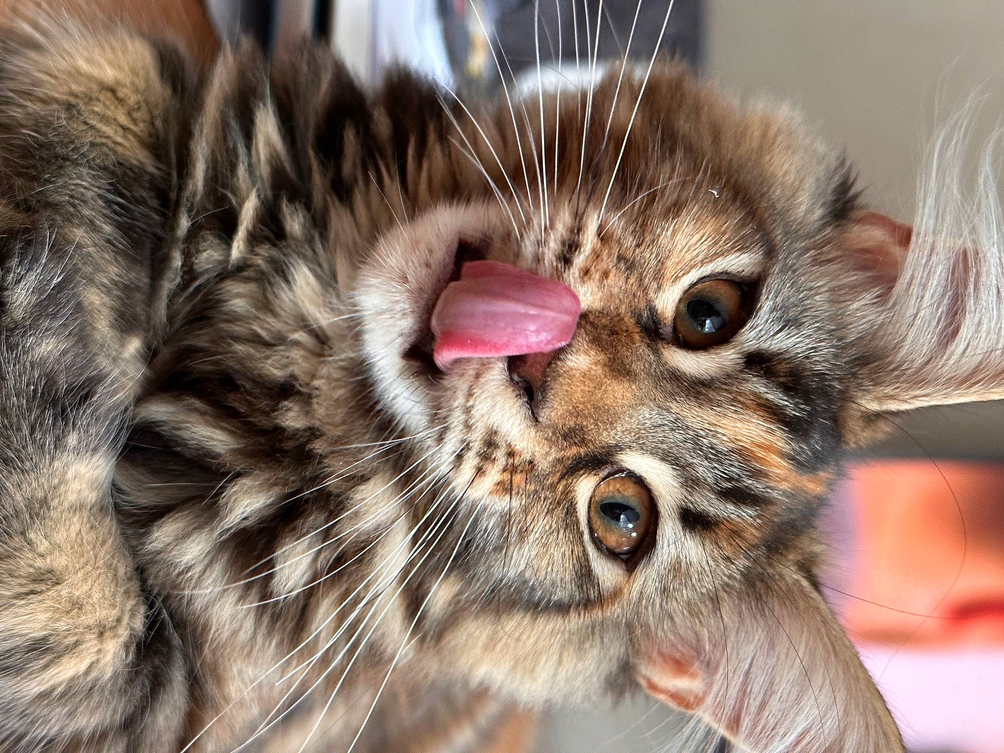 Prunelle a rejoint le concours — aidez-le/la à gagner de superbes lots ! carnivore, cat, claw, close_up, domestic_short_haired_cat, ear, eye, eyelash, felidae, fur, head, macro_photography, paw, small_to_medium_sized_cats, snout, terrestrial_animal, whiskers