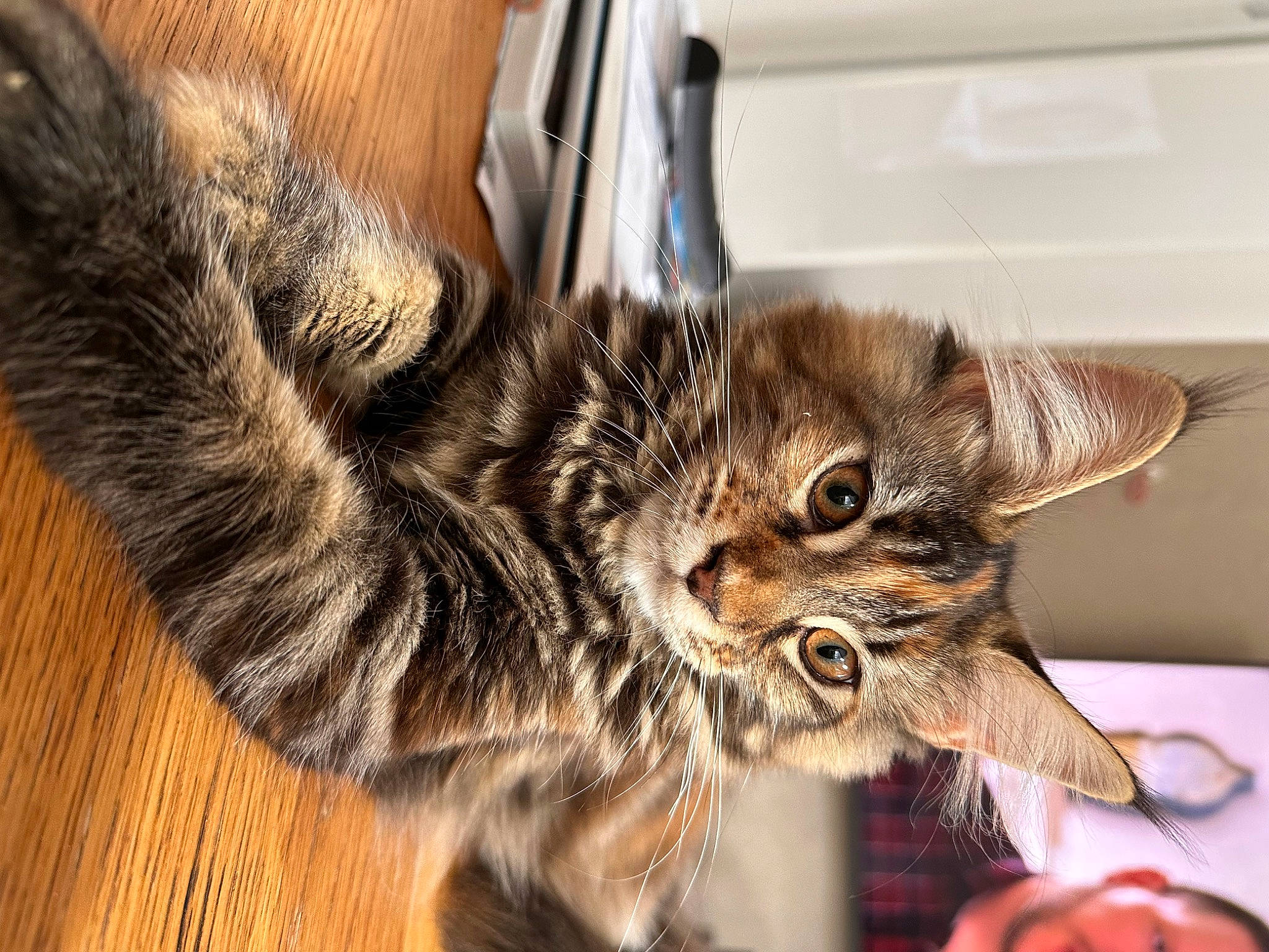 Prunelle a rejoint le concours — aidez-le/la à gagner de superbes lots ! carnivore, cat, claw, comfort, domestic_short_haired_cat, ear, felidae, flooring, foot, fur, hardwood, paw, small_to_medium_sized_cats, snout, tail, terrestrial_animal, whiskers, wood