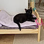 Merlysh participe au concours pour gagner de l'argent avec cette photo : black_cat, kitten, wooden_bed, blanket, scratching_post, floor_rug, carpet, wooden_floor, indoor, pet, feline, animal, home, cozy, resting, looking_at_camera, modern_chair, pink_toy, cute, small_bed