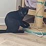black_cat, cat, pet, indoor, scratching_post, toy_mouse, wooden_bed, floor, curious, playful, animal, feline, cozy, home, fur, whiskers, ears, looking, cute, domestic