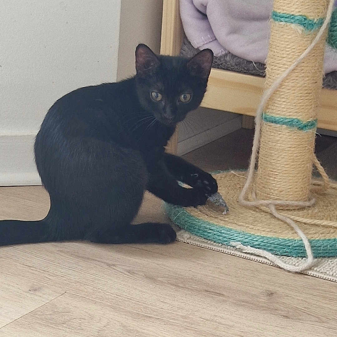 Merlysh a rejoint le concours — aidez-le/la à gagner de superbes lots ! black_cat, cat, pet, indoor, scratching_post, toy_mouse, wooden_bed, floor, curious, playful, animal, feline, cozy, home, fur, whiskers, ears, looking, cute, domestic