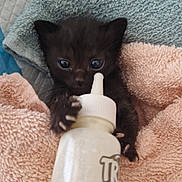 Merlysh a rejoint le concours — aidez-le/la à gagner de superbes lots ! kitten, black_cat, baby_bottle, towel, cute, small, animal, pet, indoor, soft_texture, wrapped, curious, claws, fur, closeup, feeding, newborn, cozy, young, adorable