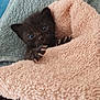 Merlysh participe au concours pour gagner de l'argent avec cette photo : kitten, cat, black_cat, towel, cozy, cute, small_animal, pet, fur, claws, eyes, blanket, resting, indoor, soft_texture, animal, young, comfort, snuggle, closeup